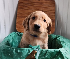 Golden Retriever Puppy for sale in THOMASTON, ME, USA