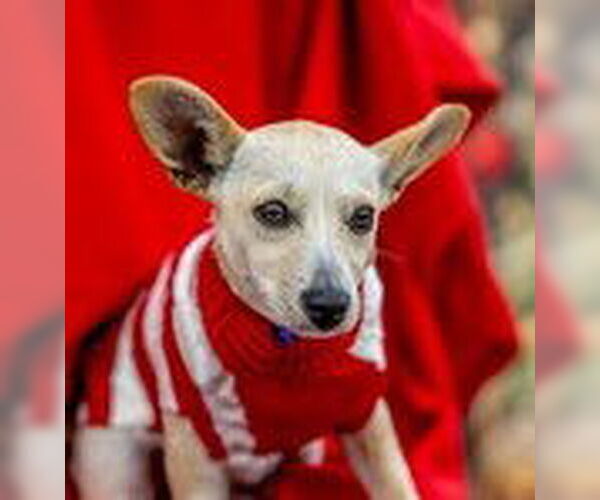 Medium Photo #2 Toxirn Puppy For Sale in Fremont, CA, USA