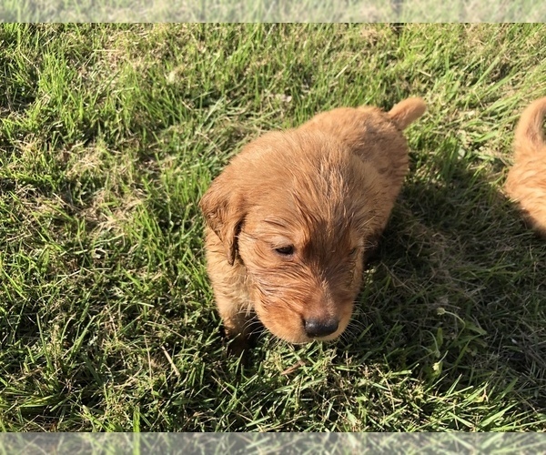 Medium Photo #12 Golden Retriever Puppy For Sale in WAYNESVILLE, MO, USA