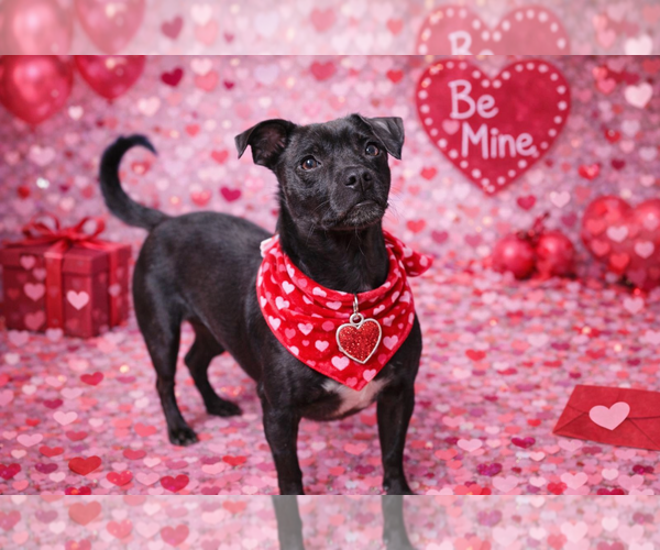 Medium Photo #3  Puppy For Sale in , 