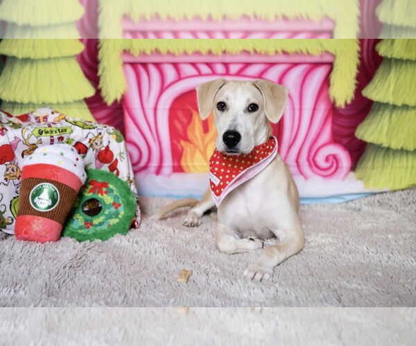 Medium Photo #1 Mutt Puppy For Sale in Plymouth, MN, USA