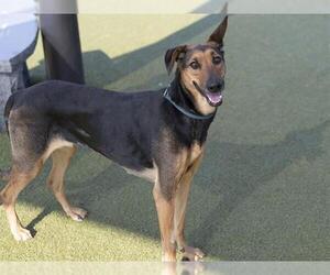 Doberman Pinscher-German Shepherd Dog Mix Dogs for adoption in Placerville, CA, USA