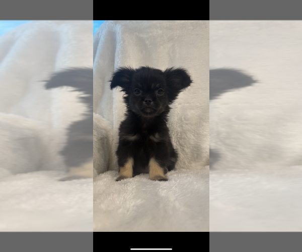 Medium Photo #3 Cheeks Puppy For Sale in SHERMAN, TX, USA
