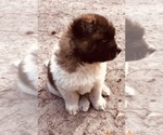 Small Photo #10 Akita Puppy For Sale in INGLIS, FL, USA
