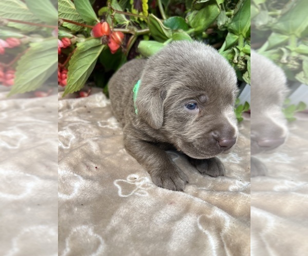 Medium Photo #2 Labrador Retriever Puppy For Sale in NEOLA, WV, USA