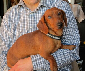 Father of the Dachshund puppies born on 02/04/2023