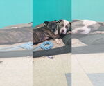 Small American Pit Bull Terrier Mix