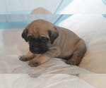 Small Photo #47 Mastiff Puppy For Sale in FULTON, NY, USA