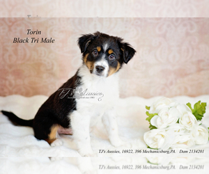 Miniature Australian Shepherd Puppy for sale in MECHANICSBURG, PA, USA