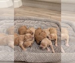 Small #9 Golden Retriever