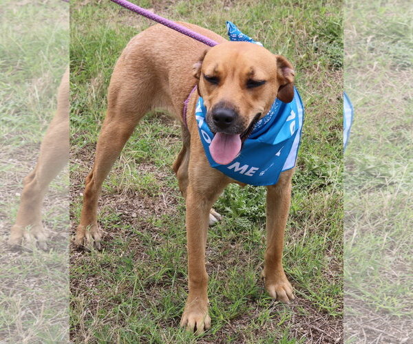 Medium Photo #3 Black Mouth Cur-Labrador Retriever Mix Puppy For Sale in Bandera, TX, USA