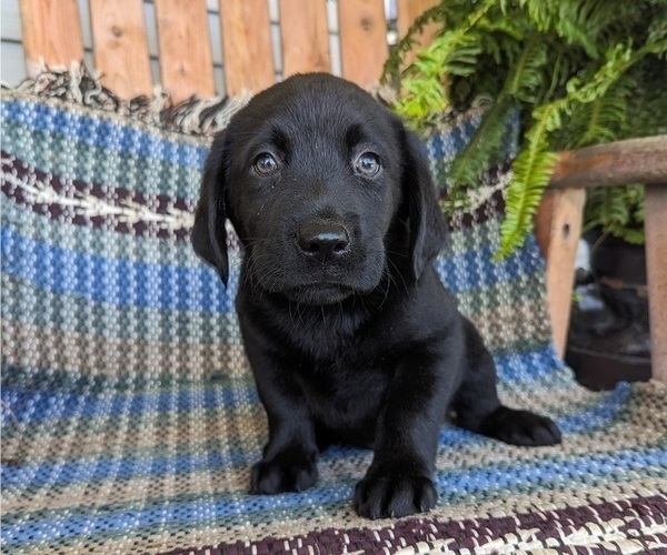 Medium Photo #1 Labrador Retriever Puppy For Sale in CLARE, MI, USA