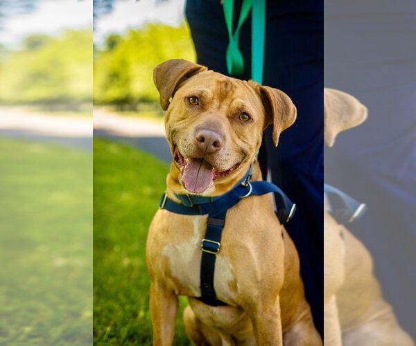 Medium Photo #1 American Staffordshire Terrier Puppy For Sale in Lawrenceville, NJ, USA