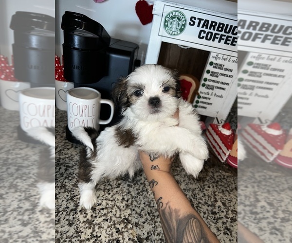 Medium Photo #1 Shih Tzu Puppy For Sale in LOS LUNAS, NM, USA