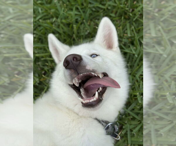 Medium Photo #4 Siberian Husky-Unknown Mix Puppy For Sale in Carrollton, TX, USA