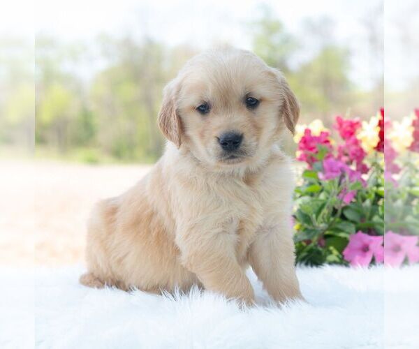 Medium Photo #5 Golden Retriever Puppy For Sale in NEWPORT, PA, USA