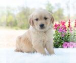 Small #4 Golden Retriever