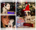 Small Photo #1 American Pit Bull Terrier Puppy For Sale in BONNEY LAKE, WA, USA