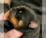 Small Photo #8 Rottweiler Puppy For Sale in WRAY, CO, USA