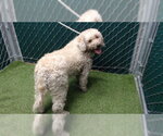 Small Poodle (Standard)