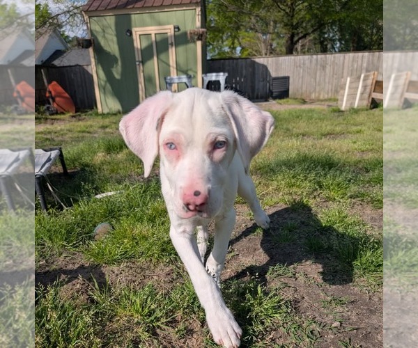 Medium Photo #7 Australian Shepherd-Catahoula Leopard Dog Mix Puppy For Sale in Holly Springs, NC, USA
