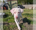 Small #6 Australian Shepherd-Catahoula Leopard Dog Mix