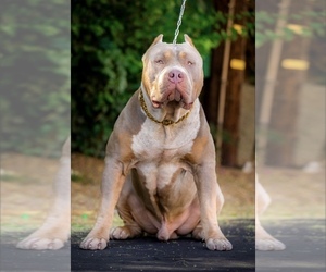 Father of the American Bully puppies born on 09/26/2022