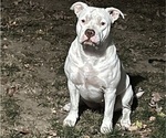Small #2 American Bulldog-American Staffordshire Terrier Mix