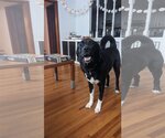 Small #5 Border Collie-Great Pyrenees Mix