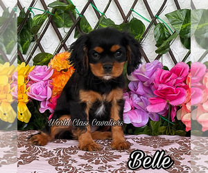 Cavalier King Charles Spaniel Puppy for sale in MIAMI, FL, USA