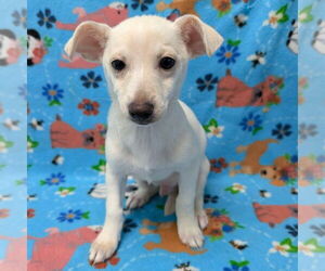 Chihuahua-Unknown Mix Dogs for adoption in Chico, CA, USA