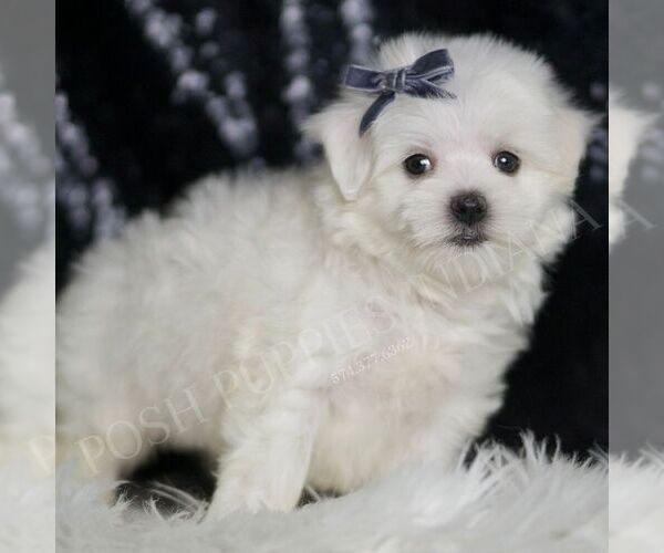 Medium Photo #3 Maltese Puppy For Sale in WARSAW, IN, USA