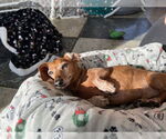 Small #1 Dachshund