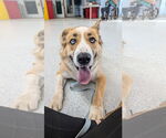 Small #3 American Staffordshire Terrier-Huskies  Mix