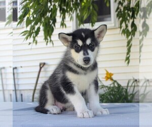 Alaskan Malamute Puppy for sale in GAP, PA, USA