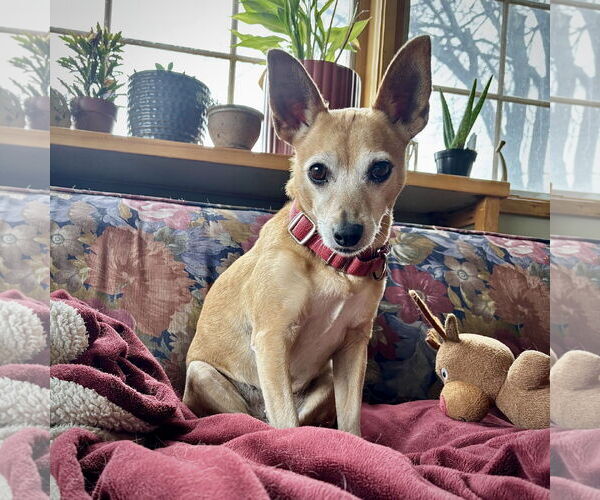 Medium Photo #14 Rat Terrier-Unknown Mix Puppy For Sale in Atlanta, GA, USA