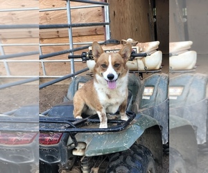 Father of the Pembroke Welsh Corgi puppies born on 08/21/2019