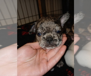 French Bulldog Puppy for sale in LAMAR, MS, USA