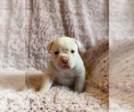 Small Photo #1 American Bulldog Puppy For Sale in SHREVEPORT, LA, USA