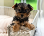 Small #5 Yorkshire Terrier