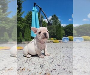 French Bulldog Puppy for sale in SAINT LOUIS, MO, USA