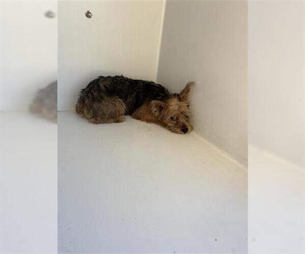 Medium Photo #1 Mutt Puppy For Sale in Houston, TX, USA