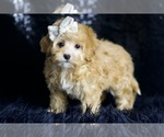 Small #5 Maltipoo