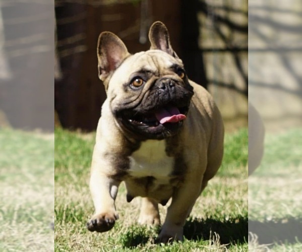 Medium Photo #1 French Bulldog Puppy For Sale in MARIETTA, GA, USA
