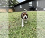 Puppy 5 Beagle
