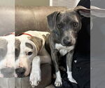 Small #12 American Pit Bull Terrier-Chihuahua Mix