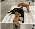 Small #8 American Pit Bull Terrier-Labrador Retriever Mix
