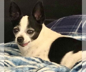 Chihuahua-Unknown Mix Dogs for adoption in OKLAHOMA CITY, OK, USA