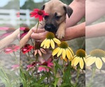 Small #4 Labrador Retriever Mix