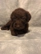 Small Photo #3 Labradoodle Puppy For Sale in FRUITA, CO, USA